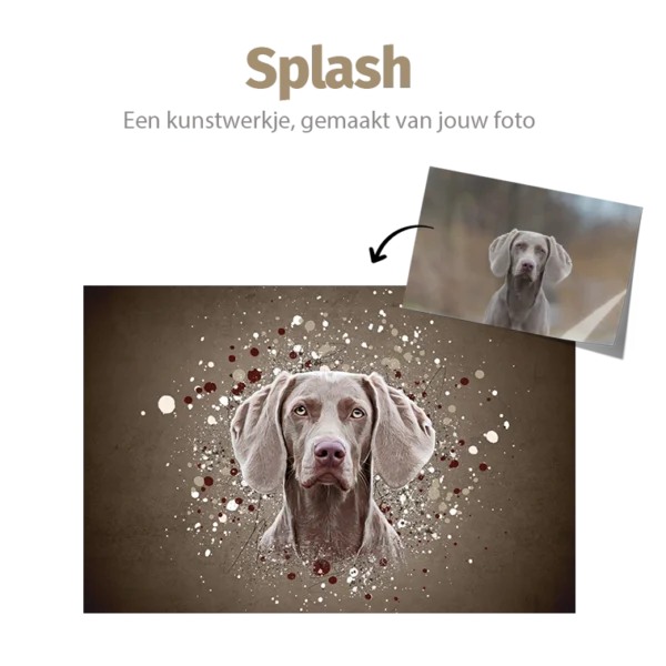 Splash huisdier portret Pets and Pictures