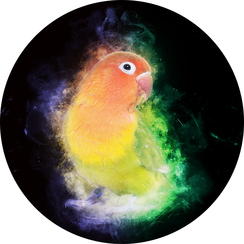 Dierportret - Stardust vogel - agapornis