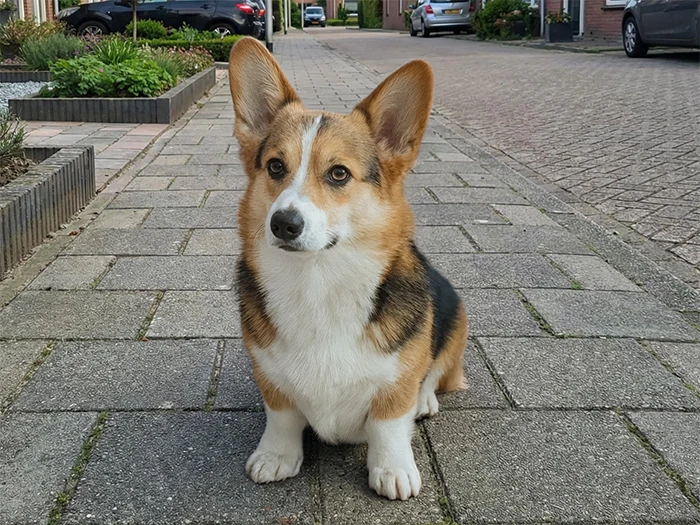 De ingestuurde foto voor het dierenportret