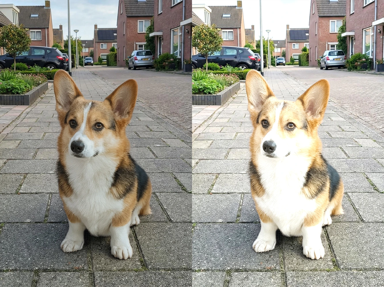 Dierenfoto belichting - Goed vs overbelicht
