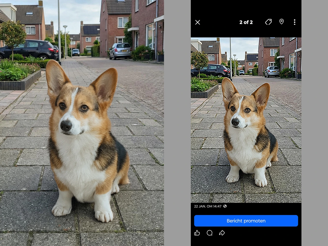 De perfecte foto vs een screenshot van je huisdier.