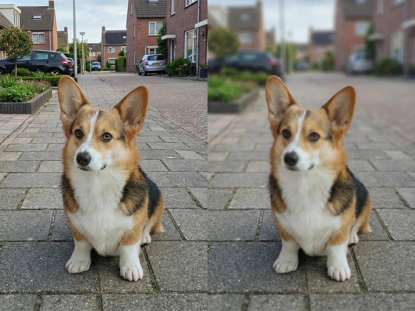 Scherpte bij dierenfotografie: goede scherpte vs een onscherpe hondenfoto.