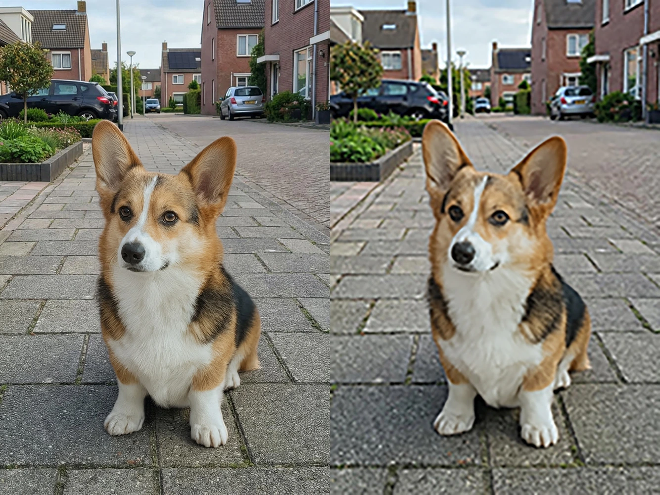 Tips voor hondenfotografie: voorbeeld van hoge resolutie vs lage resolutie