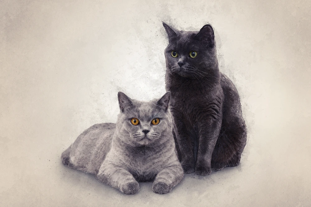 Review van het handgetekende kattenportret voor Faye, gemaakt door Pets & Pictures