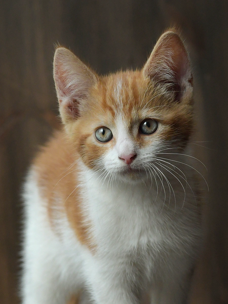Deze foto is ideaal om een handgetekend kattenportret van te laten tekenen.