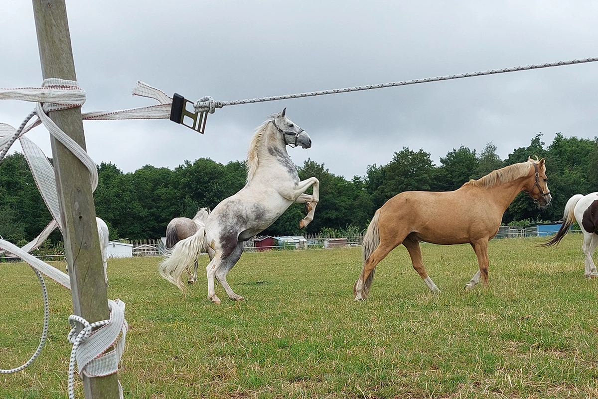 Deze foto, gemaakt met een telefoon, is prima te gebruiken als basis voor een handgetekend paardenportret